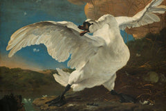Bedreigde zwaan - Jan Asselijn