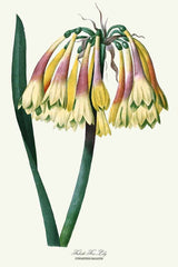Falcate Fire Lily