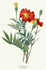 Frans Goudsbloem