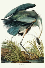 Grote blauwe reiger