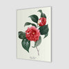 Japanse Camellia