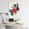 Japanse Camellia
