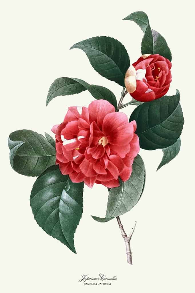 Japanse Camellia