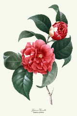 Japanse Camellia