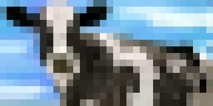 Koe - Pixel Art