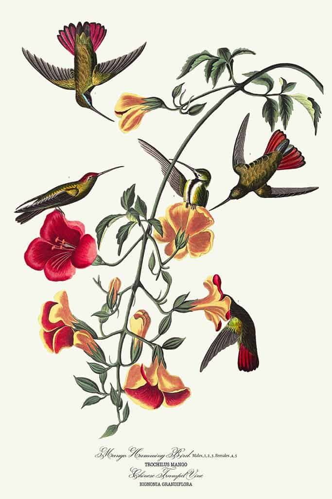 Mango Kolibrie