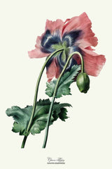 Opiumpapaver