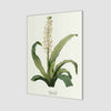Ananas Lelie
