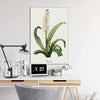 Ananas Lelie