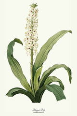 Ananas Lelie