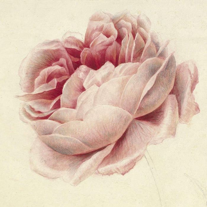 Roze roos (Georgius Jacobus Johannes van Os)