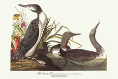 Roodkorrelig Loon