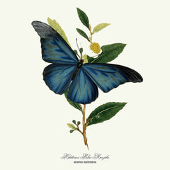 Rhetenor Blue Morpho