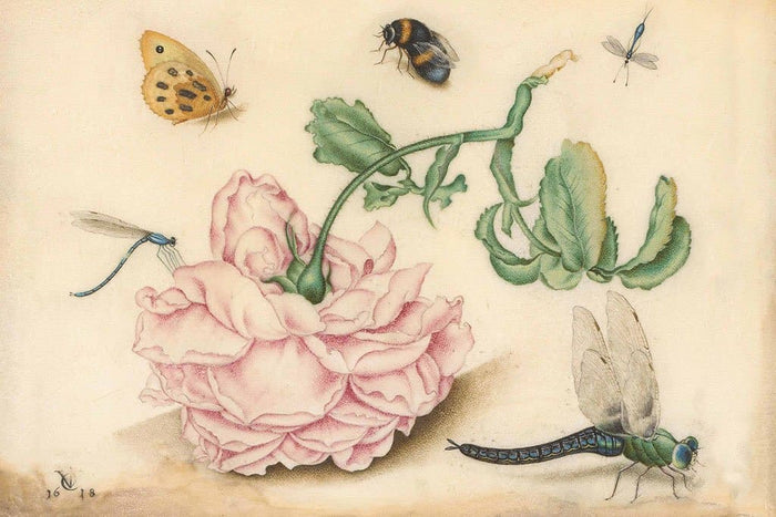 Roos met vijf insecten (Christoffel van den Berghe)