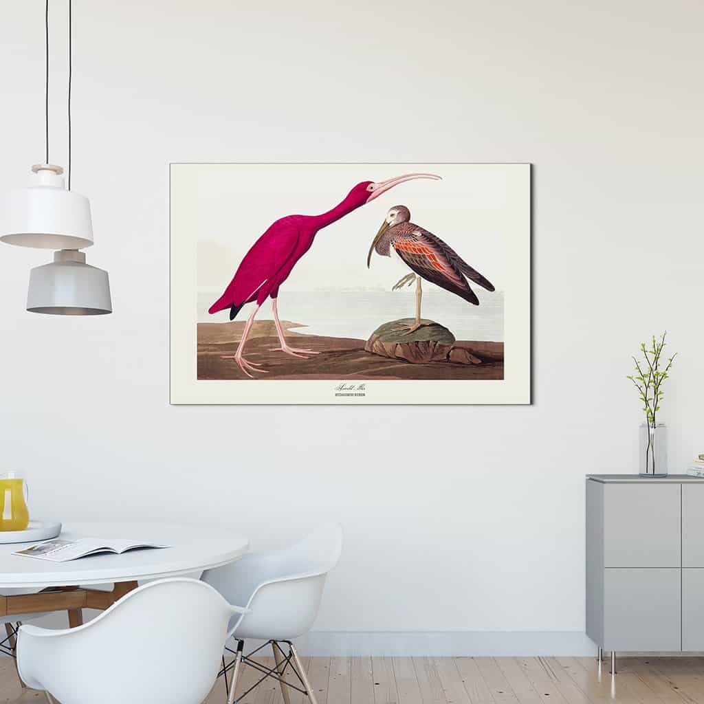 Scharlaken Ibis