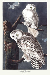 Besneeuwde uilen