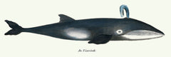 De walvis