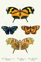 Yellow butterflies