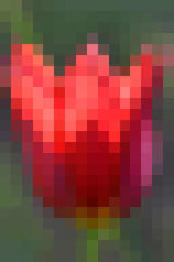 Tulp - Pixel Art