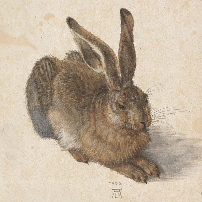 Jonge Haas (Albrecht Dürer)